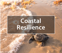 Visit Coastal Resiliency